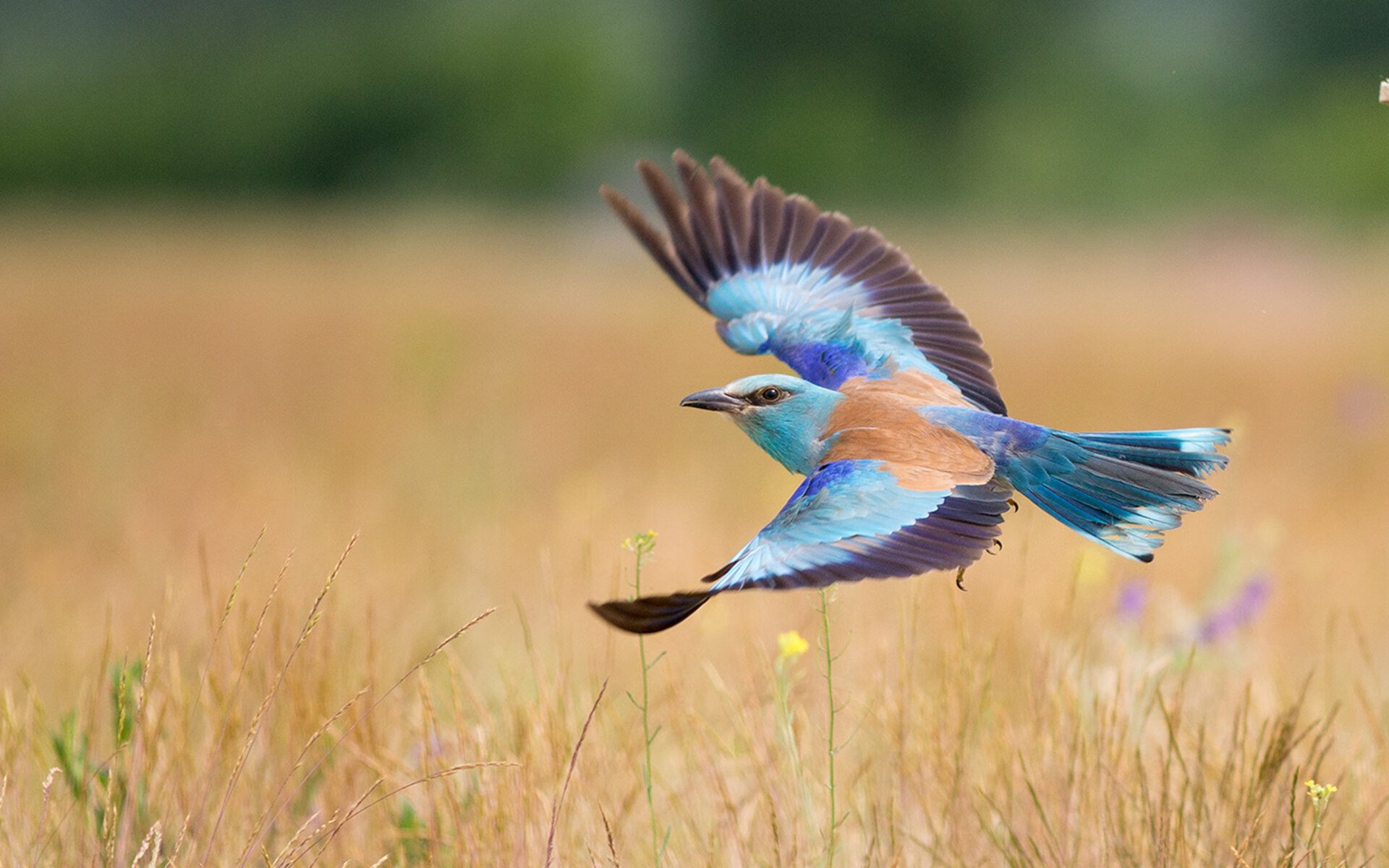 开云在线直播-冰与火的交响,巴斯托尼生涯之夜引领葡萄牙横扫冰岛